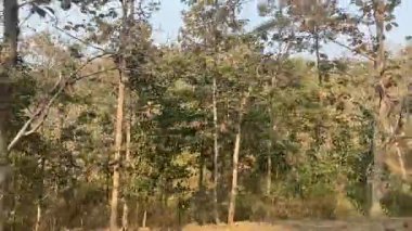 Ormanın güzel manzarası