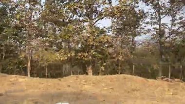 Ormanın güzel manzarası