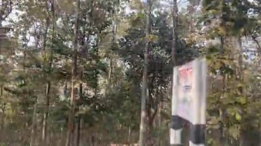 Ormandaki ağaç, bitki ve doğa