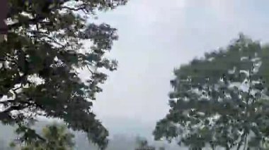 Sabah güzel bir orman