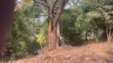 Ormanın güzel manzarası