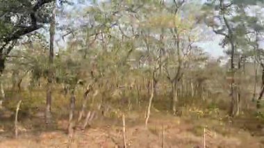 Gündüz vakti ormandaki ağaçlar