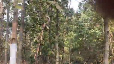 Ağaçlar ve yapraklarla soyut arkaplan