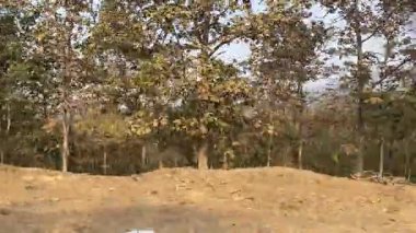 Parktaki güzel orman