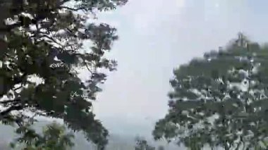 Ormanın güzel manzarası