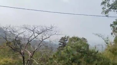 Ormandaki ağaçlar, bitki örtüsü