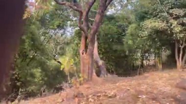 Ağaçlar ve yapraklarla dolu güzel sonbahar manzarası