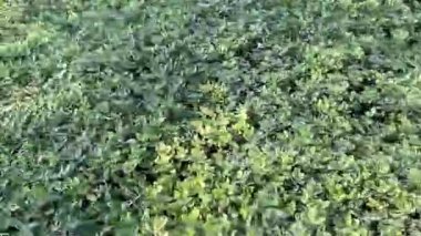 Ormanda yeşil çimenler