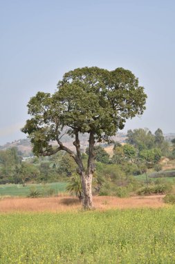 Tarladaki güzel ağaç
