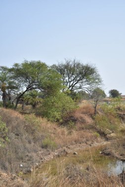 Ormandaki güzel bir ağaç görüntüsü.