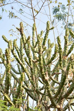 Bahçedeki yeşil ağaç