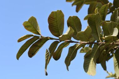 mavi gökyüzünün arka planında mavi yapraklı ceviz ağacı