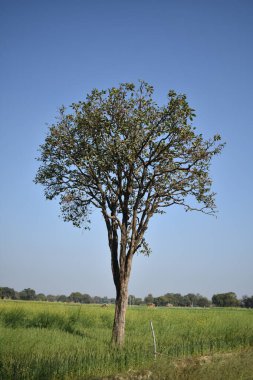 Ağaçlar ve bitkilerle dolu güzel bir manzara.