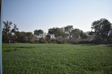Orman ağacı olan güzel bir manzara.
