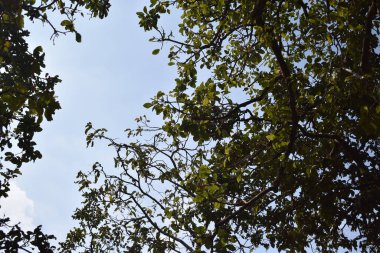 Ormanda yeşil yapraklar