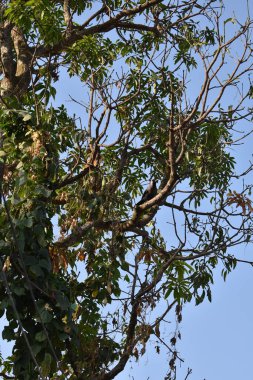 Mavi gökyüzü olan ağaç