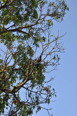 Mavi gökyüzü arkaplanı olan ağaç.