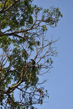 Doğada ağaç dalları, bitki örtüsü