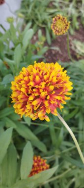 Bahçedeki güzel çiçekler