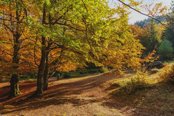 Outono Dourado Nas Montanhas Dos Cárpatos Ucranianos — Fotografia de Stock