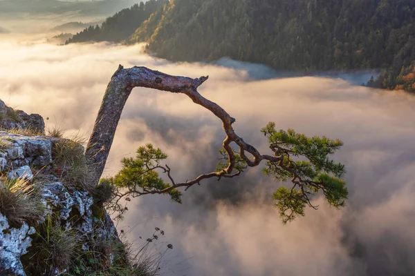 Sabah Sisli Karlı Zirveli Güzel Dağ Manzarası — Stok fotoğraf