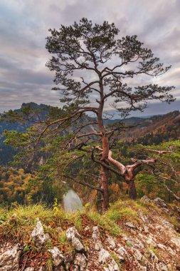 Dağlarda altın sonbahar, sabah sisleri ve ağaçlarda sarı-kırmızı yapraklarla