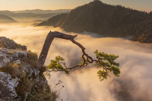 Dağlarda altın sonbahar, sabah sisleri ve ağaçlarda sarı-kırmızı yapraklarla