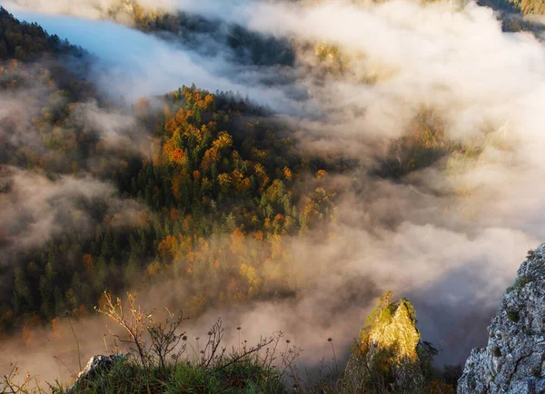 Niebla Bosque Montaña Con Hojas Amarillas Rojas Vista Superior —  Fotos de Stock