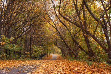 Sarı yapraklarla kaplı sonbahar parkı