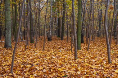 Sarı yapraklarla kaplı sonbahar parkı