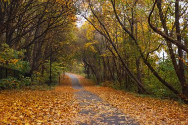 Sarı yapraklarla kaplı sonbahar parkı