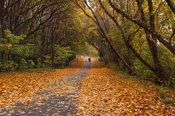 Parque Otoño Con Árboles Cubiertos Hojas Color Amarillo Rojo — Foto de Stock