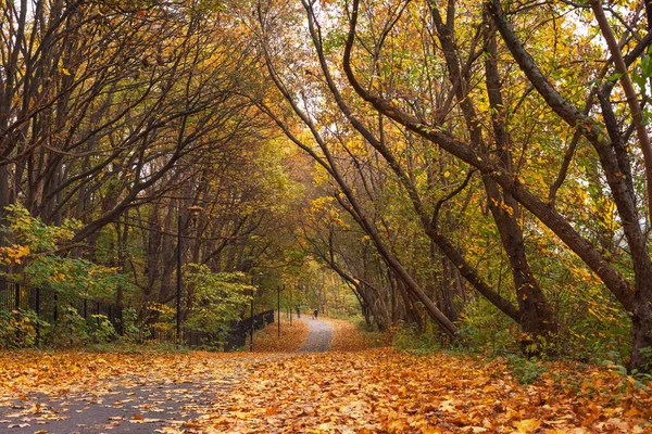 Parque Otoño Con Árboles Cubiertos Hojas Color Amarillo Rojo — Foto de Stock