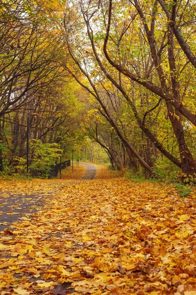 Parque Outono Com Árvores Cobertas Com Folhas Amarelo Vermelhas — Fotografia de Stock