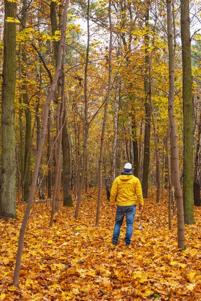 Parque Otoño Con Árboles Cubiertos Hojas Color Amarillo Rojo — Foto de Stock