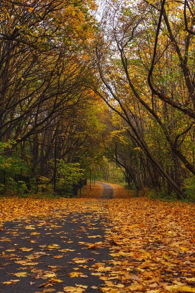 Parque Outono Com Árvores Cobertas Com Folhas Amarelo Vermelhas — Fotografia de Stock