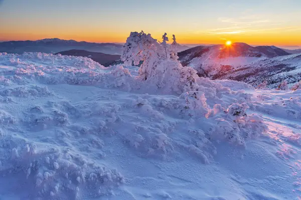Морозная Снежная Зима Горном Хребте Вечером Украинских Карпатах — стоковое фото