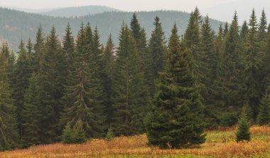 Ukrayna Karpat Dağları 'ndaki sonbahar ormanı. Sis ve sarı yapraklı ağaçlar.