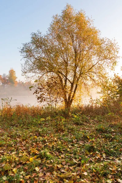 Herfstbomen Goed Licht Met Geel Rode Bladeren — Stockfoto