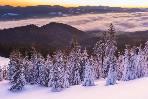 Invierno Las Montañas Los Cárpatos Ucranianos Con Nieblas Matutinas — Foto de Stock