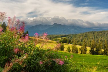 Yüksek Tatras Dağları 'nın güzel göl ve dağ evleri manzaralı yaz manzaraları.