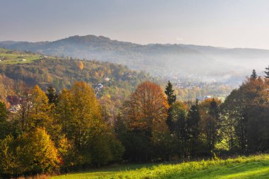 Sarı ve kırmızı yapraklı dağ ormanında sis var.