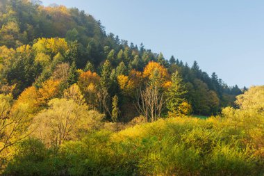 Sarı ve kırmızı yapraklı dağ ormanında sis var.