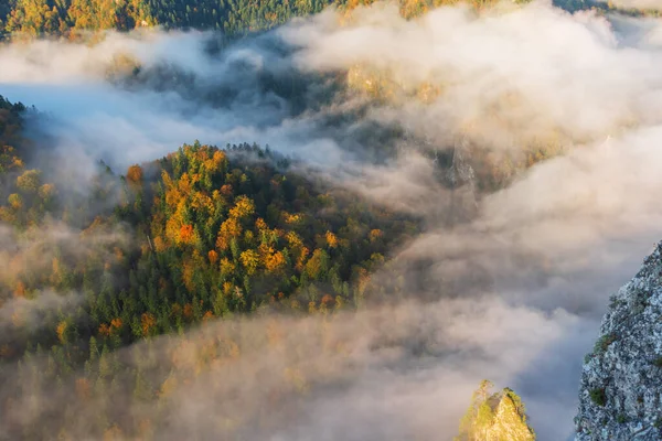 Sarı Kırmızı Yapraklı Dağ Ormanında Sis Var — Stok fotoğraf
