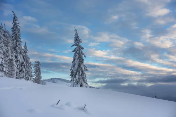 乌克兰喀尔巴阡山脉美妙的冬天 到处都是冰雪覆盖的房子和云杉 — 图库照片