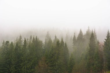 Karpat ormanları dağlarda sisle kaplıdır.