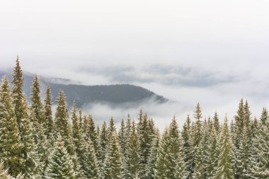 Karpat ormanları dağlarda sisle kaplıdır.