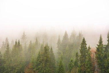 Karpat ormanları dağlarda sisle kaplıdır.