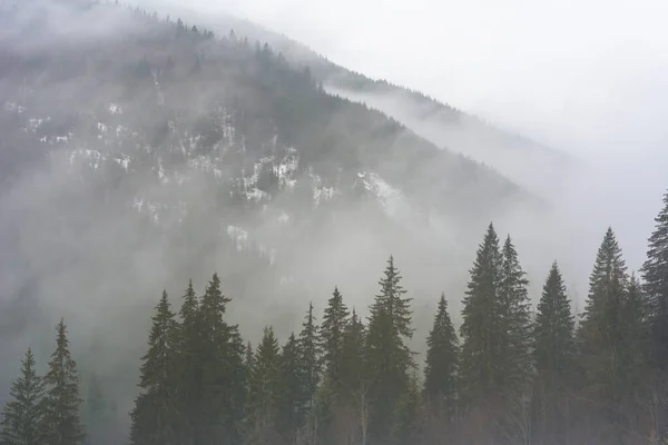 カルパチアの森は山の霧で覆われている — ストック写真