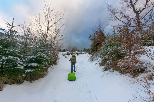 The tourist travels in the winter with drags on mountain routes of the Ukrainian Carpathians